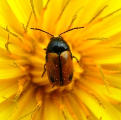 Cryptocephalus rugicollis