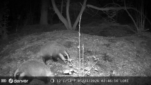 European Badger