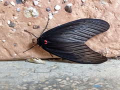 Gynautocera rubriscutellata