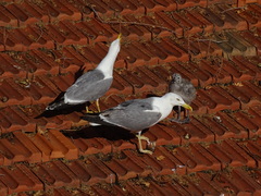 Larus michahellis