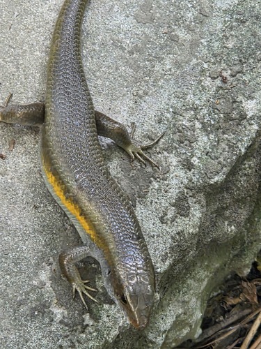 Eutropis multifasciata