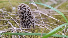 Morchella americana