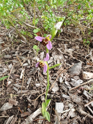 Bee Orchid