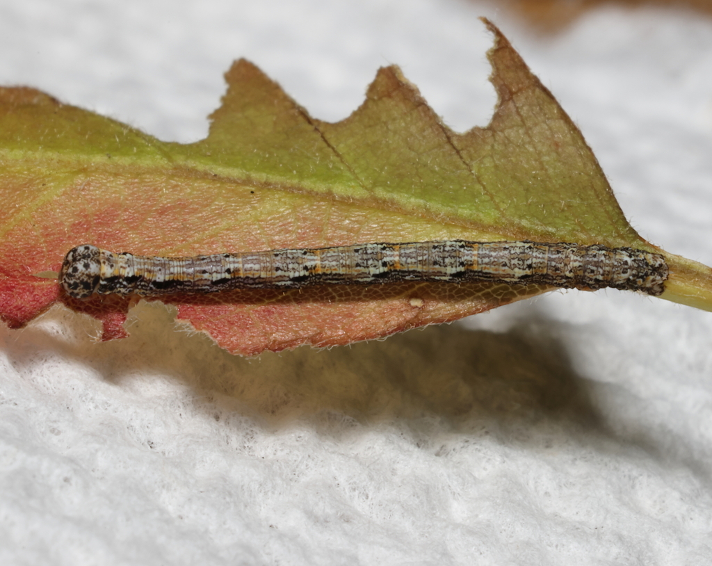 Curved-lined Looper Moth