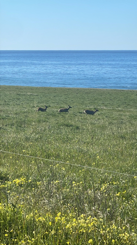 iNaturalist observation photo of Mule Deer