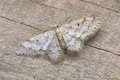 Idaea adipata