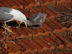 Larus michahellis