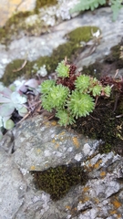 Saxifraga cespitosa