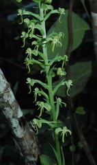 Habenaria luzmariana