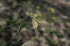 Fritillaria montana