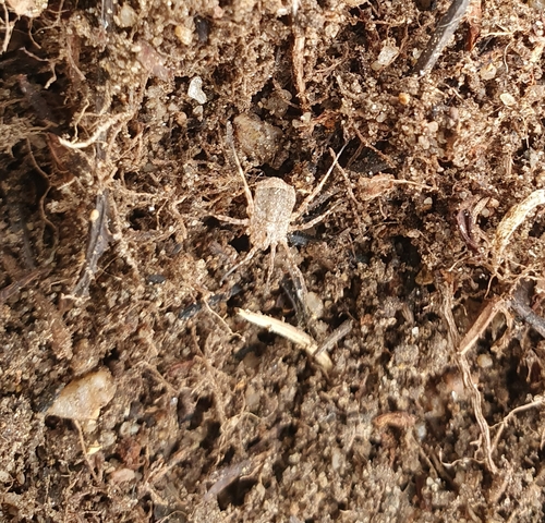 Odiellus spinosus