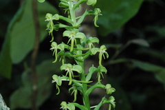 Habenaria luzmariana