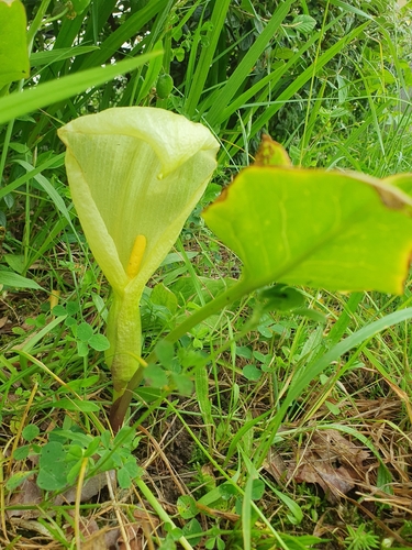 Italian arum