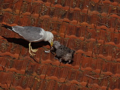 Larus michahellis
