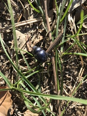 Trypocopris vernalis