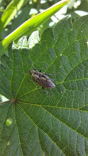 Tanymecus palliatus