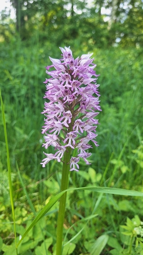 Military Orchid