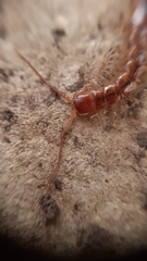 Lithobius variegatus