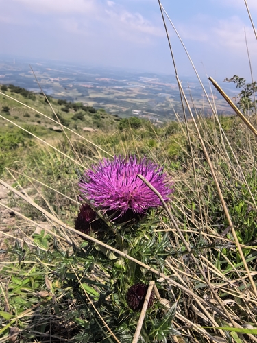 Cirsium japonicum iNat (2)