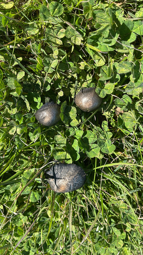 iNaturalist observation photo of Agaricineae