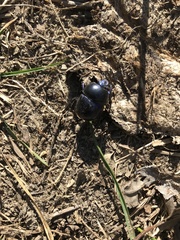 Trypocopris vernalis