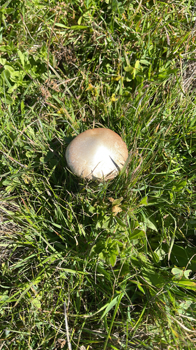 iNaturalist observation photo of Common Gilled Mushrooms and Allies