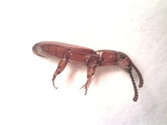 Taphroscelidia linearis