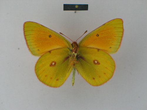 Lesbia Clouded Yellow photo 3