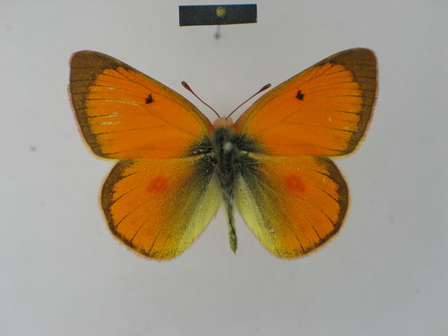 Lesbia Clouded Yellow