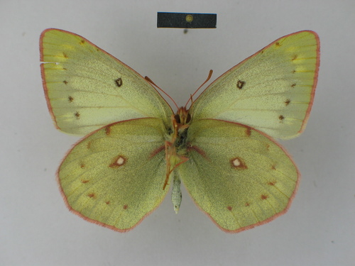 Lesbia Clouded Yellow photo 4