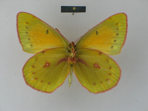 Lesbia Clouded Yellow photo 5