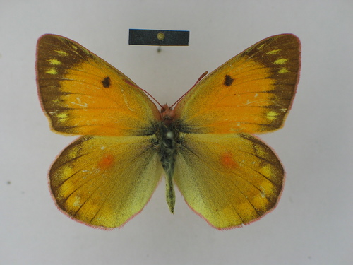 Lesbia Clouded Yellow photo 6
