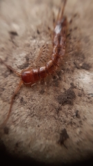 Lithobius variegatus