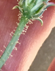 Calycoseris wrightii