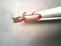 Taphroscelidia linearis