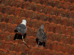 Larus michahellis