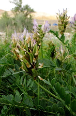 Astragalus tibetanus