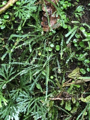 Cochlidium serrulatum