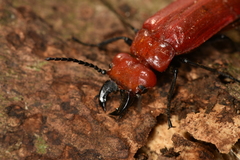 Synhoria maxillosa