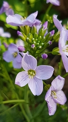Cardamine pratensis