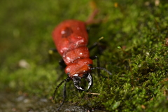 Synhoria maxillosa