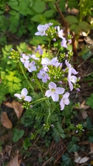 Cardamine pratensis