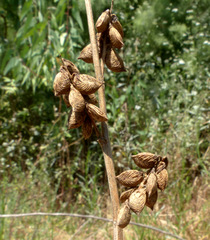 Melilotus messanensis