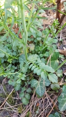 Cardamine pratensis