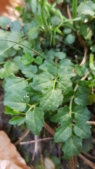 Cardamine pratensis
