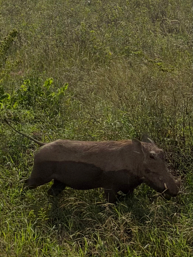 Common warthog