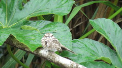 Hydropsalis climacocerca