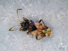 Scolopostethus decoratus