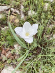 Zephyranthes drummondii