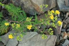 Potentilla chinensis